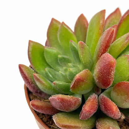 Echeveria Frida Kahlo Cactus Y Suculentas M8,5 cm Ø_2