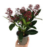 Skimmia Japonica M10