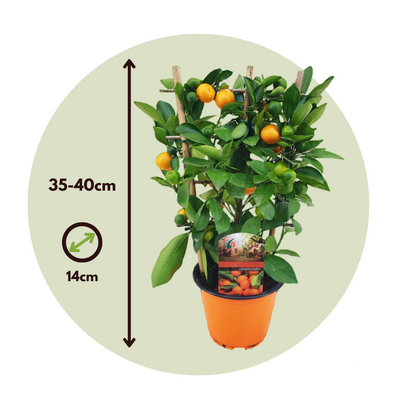 Calamondina - 2 Pzs - Citrus Mitis 'calamondin' - Altura 35-40cm - ⌀14cm_2