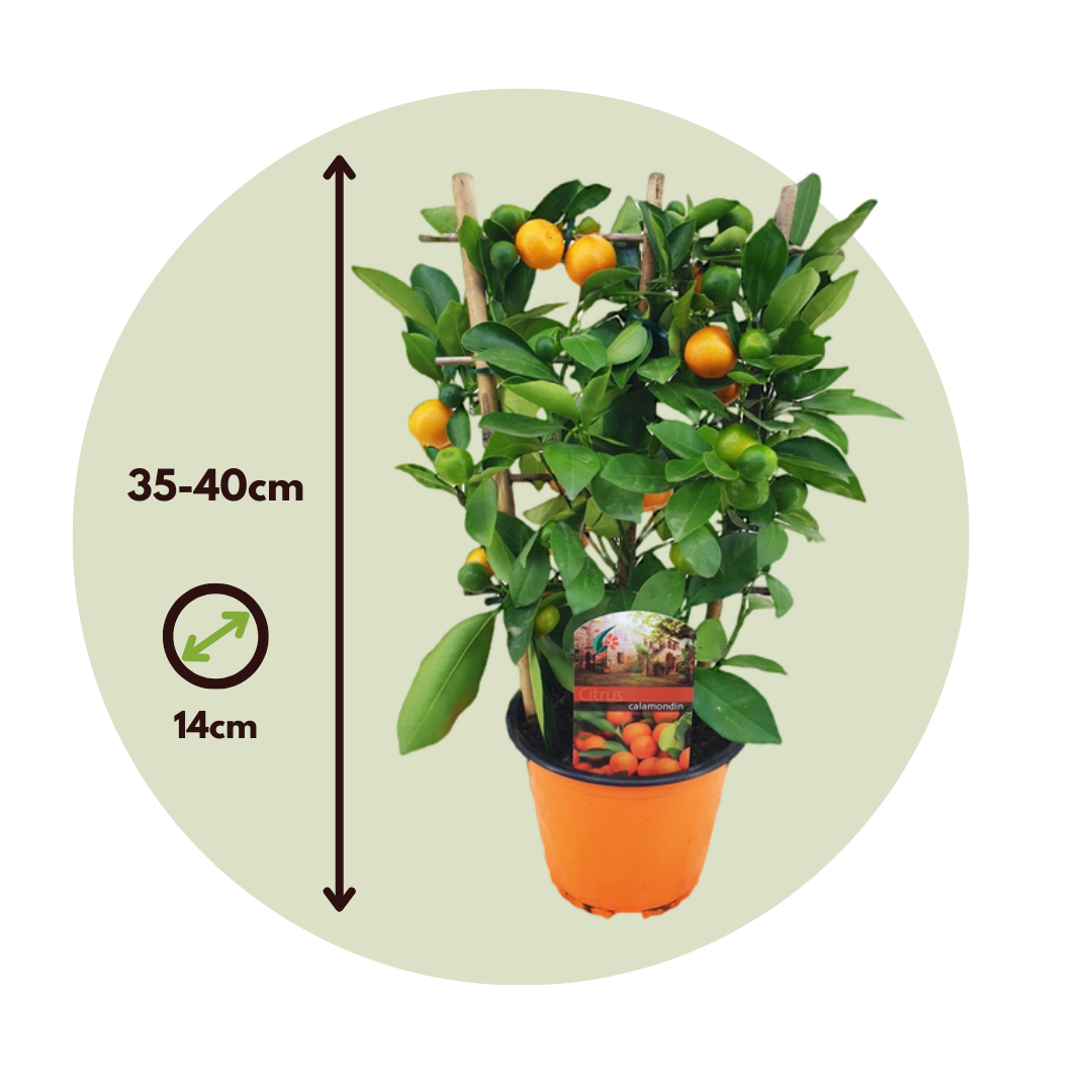 Calamondina - Citrus Mitis 'calamondin' - Altura 35-40cm - ⌀14cm_2