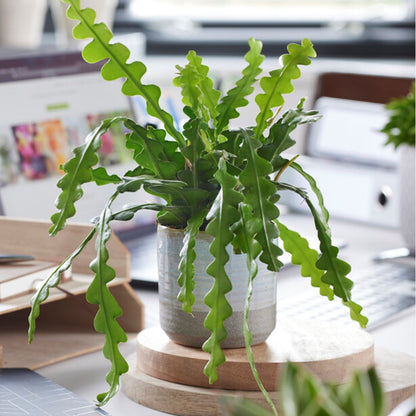 Epifilio - 2 Pzs - Epiphyllum 'anguliger' - Altura 30-40cm - ⌀15cm