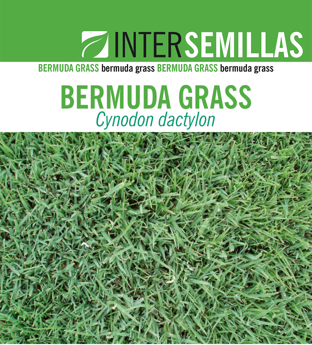 Semillas De Cesped Bermuda Grass Caja 1 Kg._0