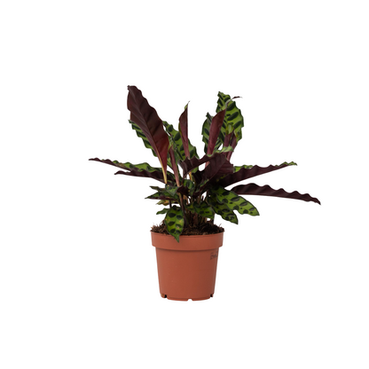 Calathea - Goeppertia Insignis - Altura 30-40cm - ⌀12cm