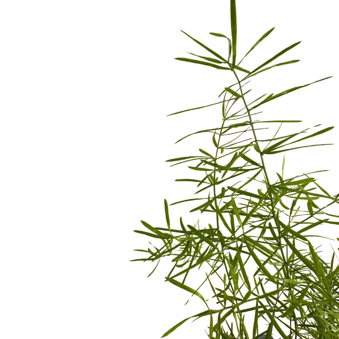 Esparraguera Ornamental, La Versión Original De Las Esparragueras M12