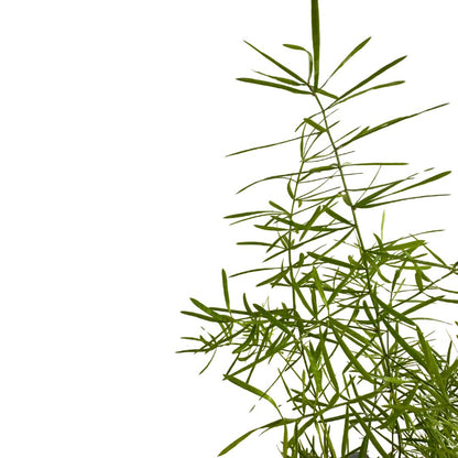 Esparraguera Ornamental, La Versión Original De Las Esparragueras M12