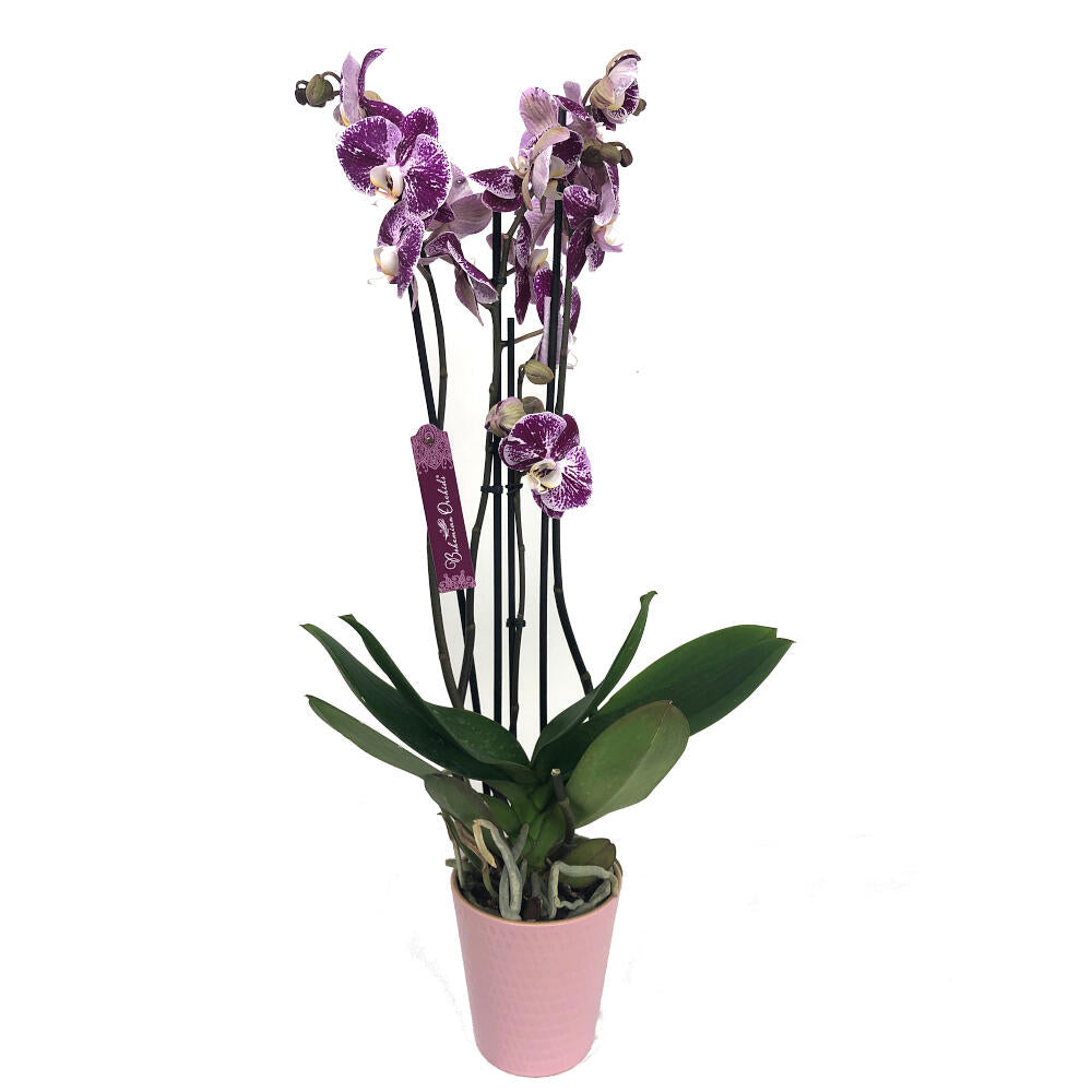 Orquidea Phalaenopsis Black Stripes 2/3 Tallos M12 70cm_0