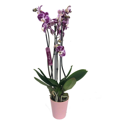 Orquidea Phalaenopsis Black Stripes 2/3 Tallos M12 70cm_0