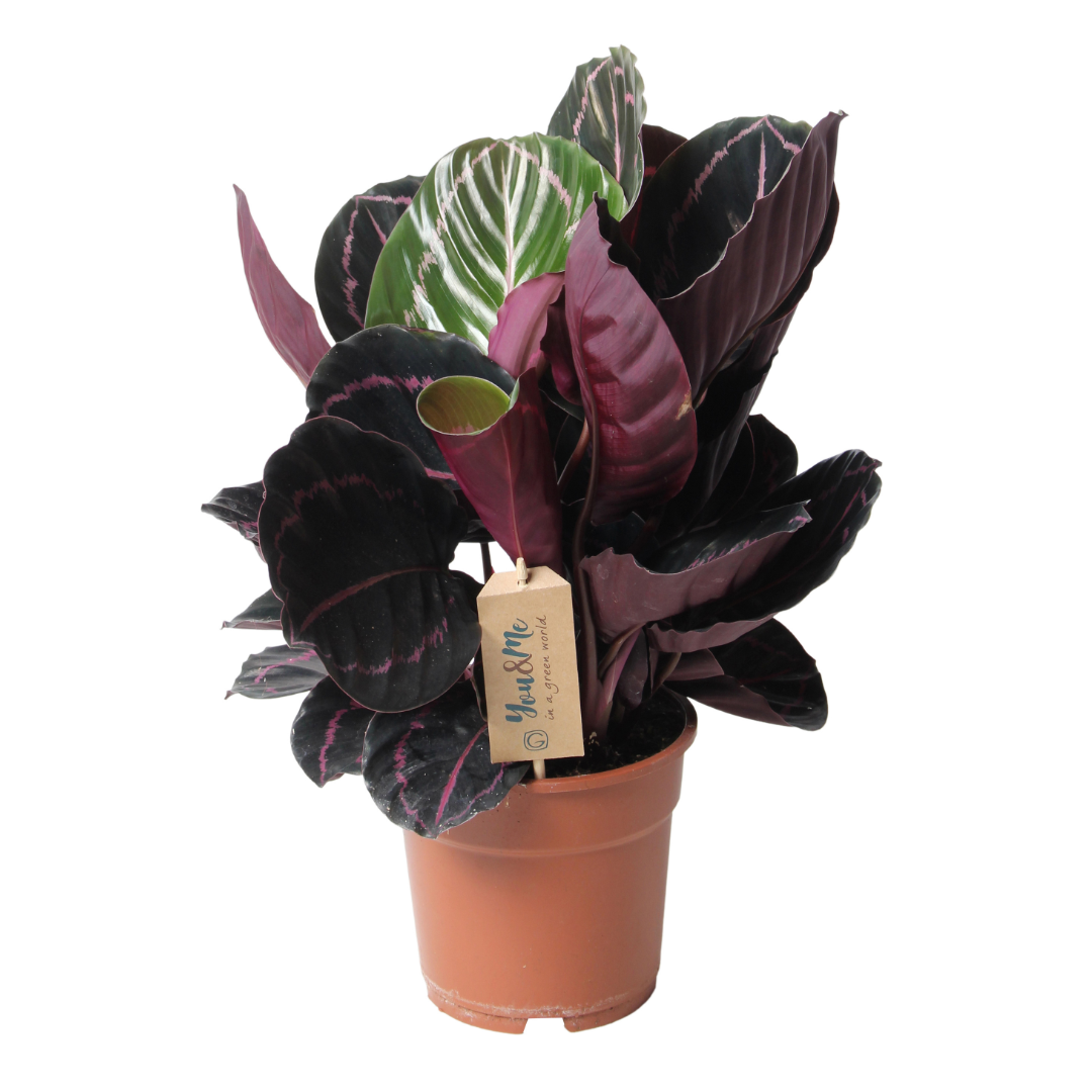 Planta De Pavo Real - Calathea 'dottie' - Altura 30-40cm - ⌀17cm_0
