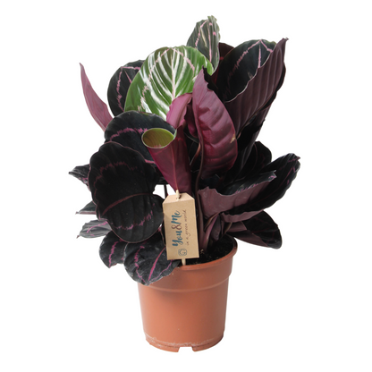 Planta De Pavo Real - Calathea 'dottie' - Altura 30-40cm - ⌀17cm_0