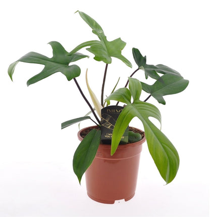 Filodendro - Philodendron 'florida Green' - Altura 40-50cm - ⌀17cm_0