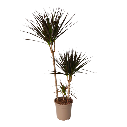 Drácena - Dracaena Marginata 'magenta' - Altura 110-130cm - ⌀24cm_0