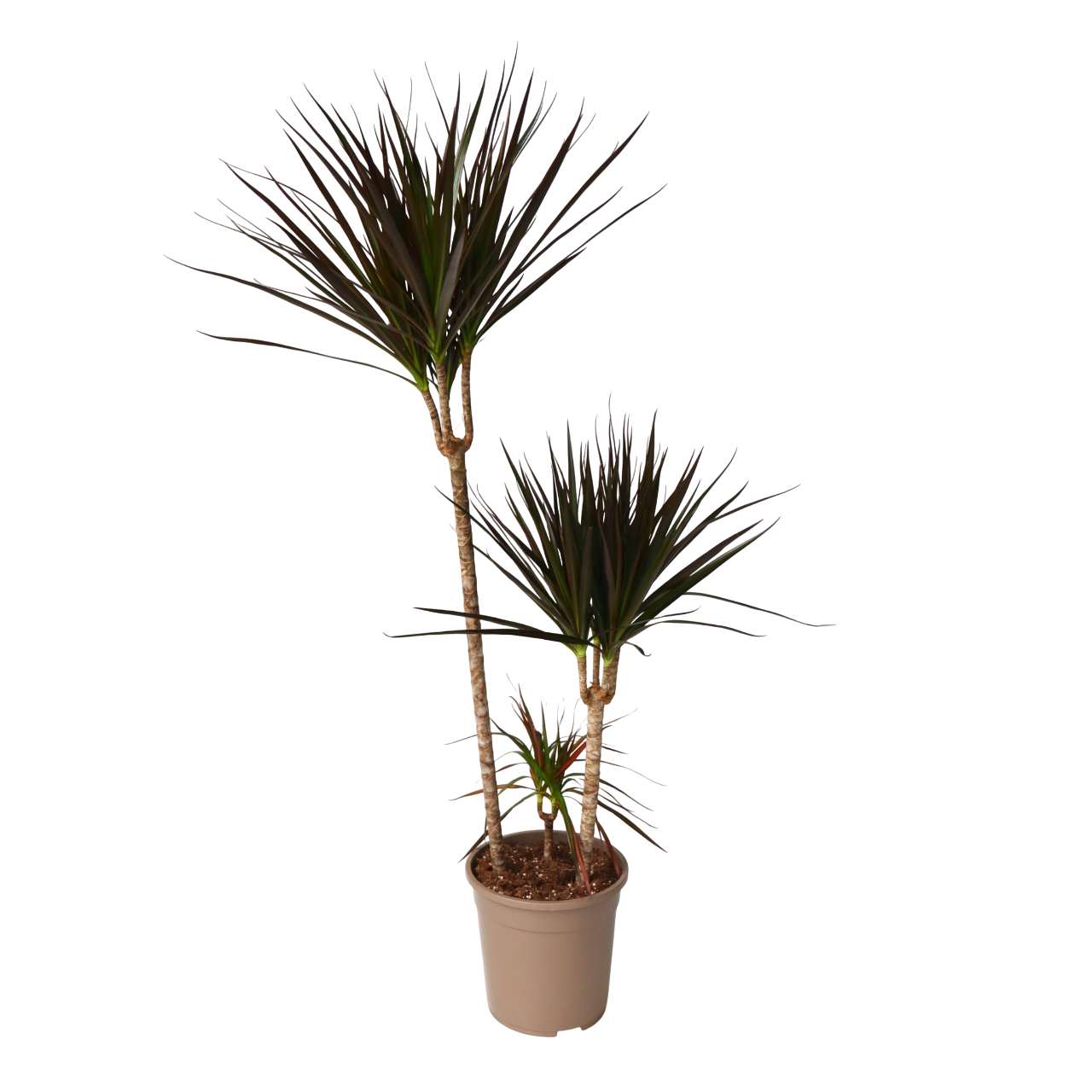 Drácena - Dracaena Marginata 'magenta' - Altura 110-130cm - ⌀24cm_0