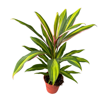 Cordyline Kiwi Planta De Interior Muy Decorativa_1