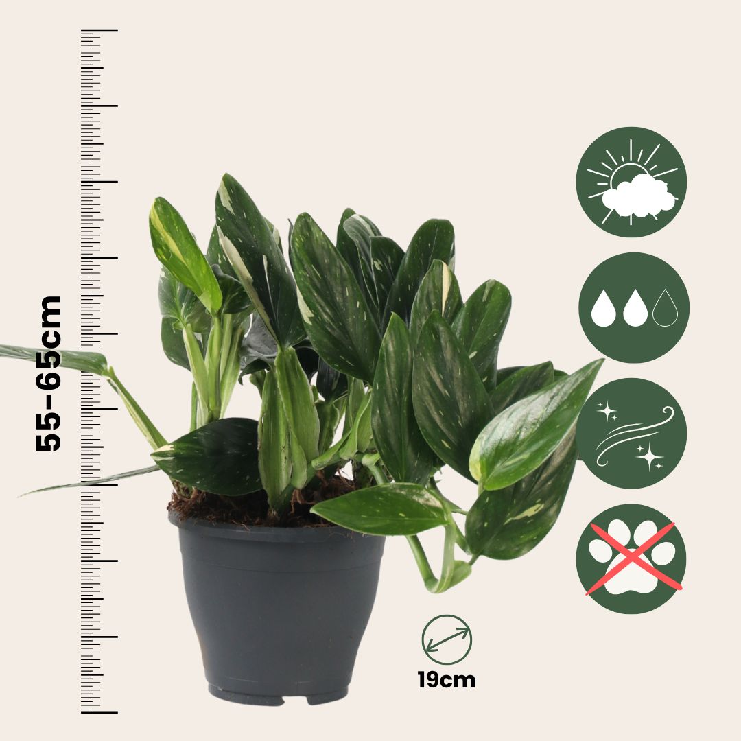 Filodendro - Philodendron Cobra - Altura 55-65cm - ⌀19cm_2