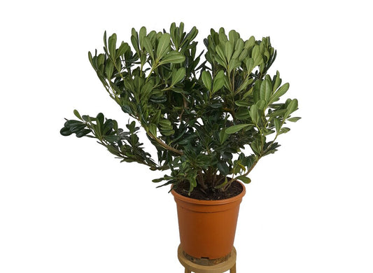Pittosporum Tobira M24 60cm_0