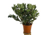 Pittosporum Tobira M24 60cm