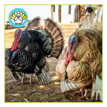 Pienso ECOLÓGICO pavos crecimiento. Saco 20kg_5