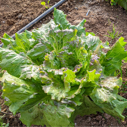 Plantón Lechuga Maravilla - PlantaBo