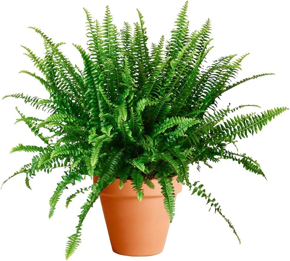 Planta Helecho Natural Viva Altura Aproximada 25 - 30 Cm En Maceta 15 Cm De Diámetro