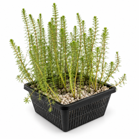 Cola Caballo Hippuris Vulgaris Estanque - Set 4 Plantas Oxigenante Con Cesta_0