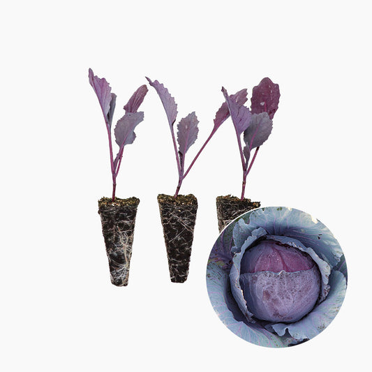 Plantón Col Lombarda 3 Unidades - PlantaBo_0