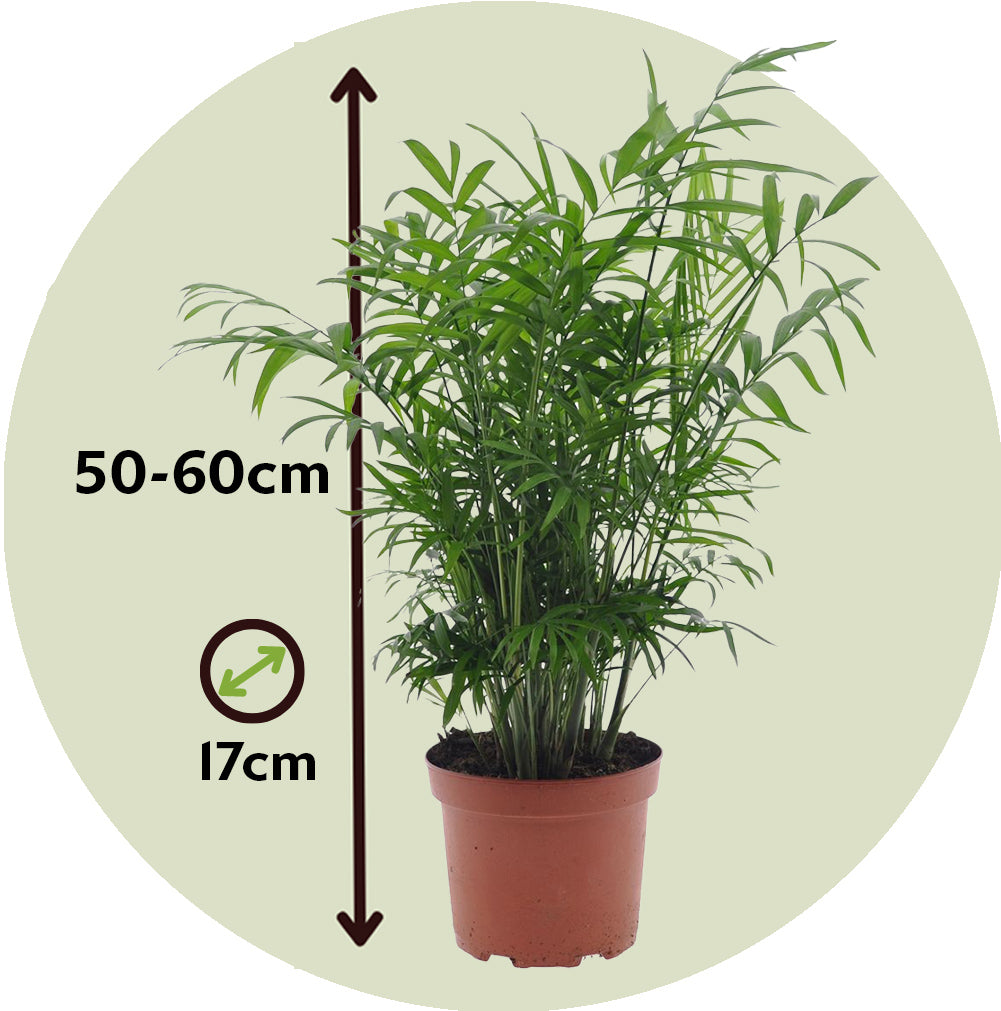 Pacaya - Palmera De Salón - Chamaedorea Elegans - Altura 50-60cm - ⌀17cm_2