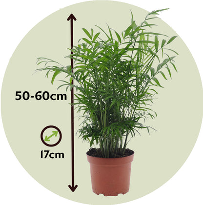 Pacaya - Palmera De Salón - Chamaedorea Elegans - Altura 50-60cm - ⌀17cm_2