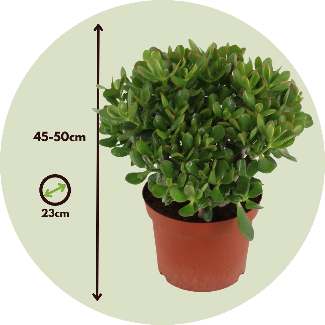 Árbol De Jade - Crassula Ovata 'minor' - Altura 45-50cm - ⌀23cm