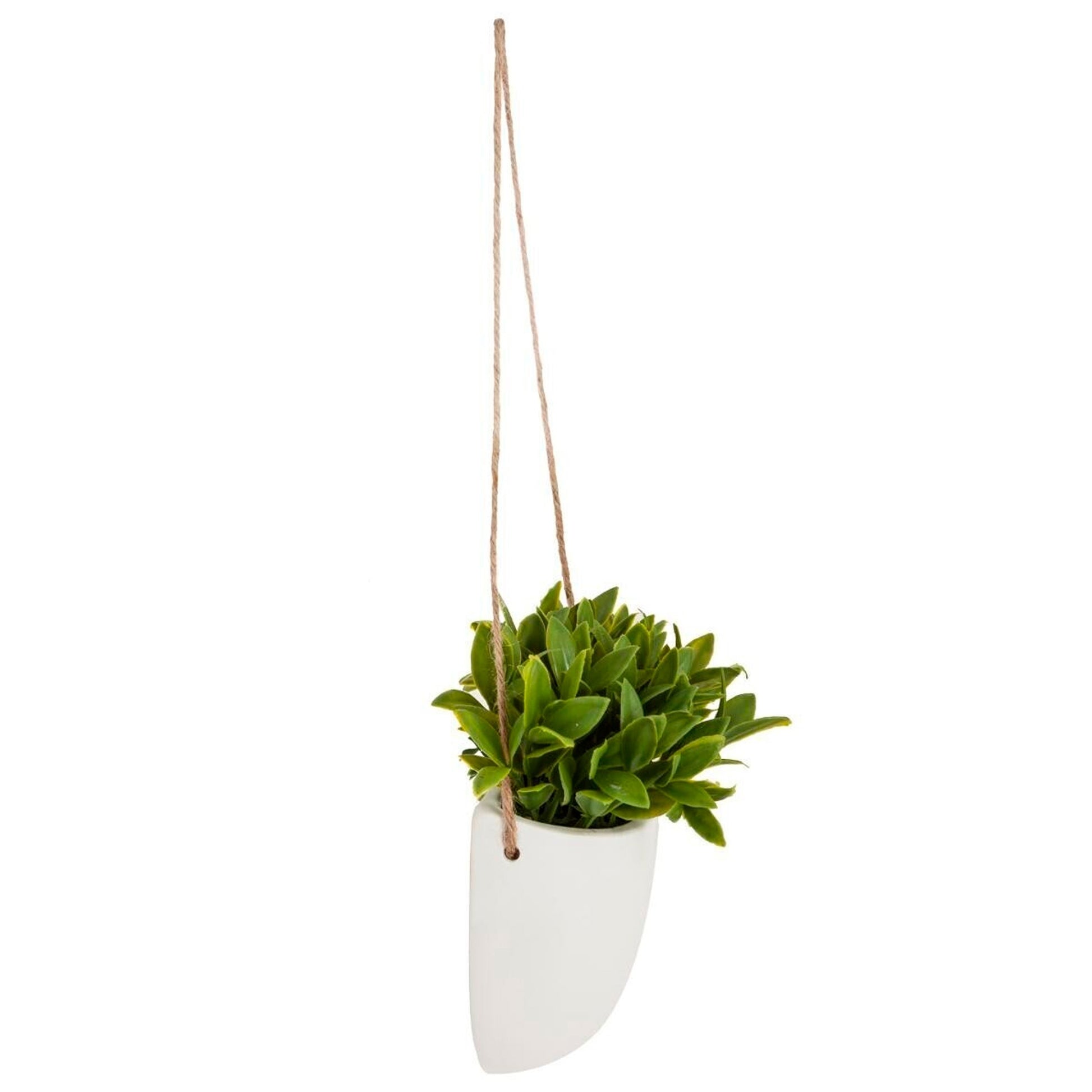 Planta De Pared Colgante H20_1