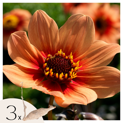 Tubérculos De Dalia - 3 Pzs - Dahlia 'happy Single'_0