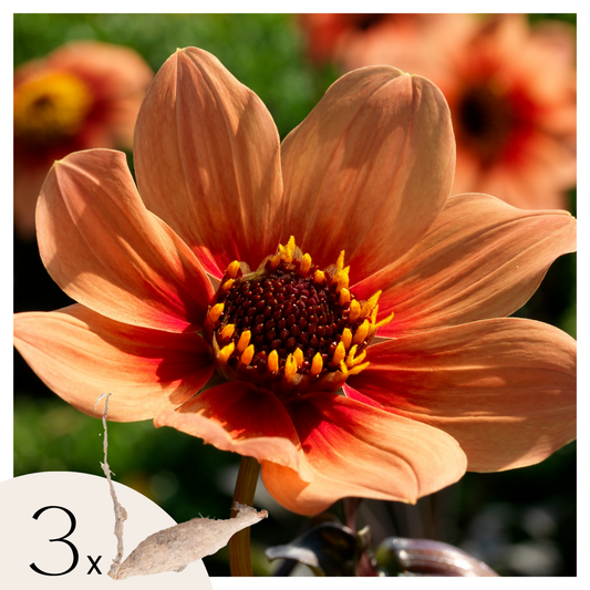 Tubérculos De Dalia - 3 Pzs - Dahlia 'happy Single'_0