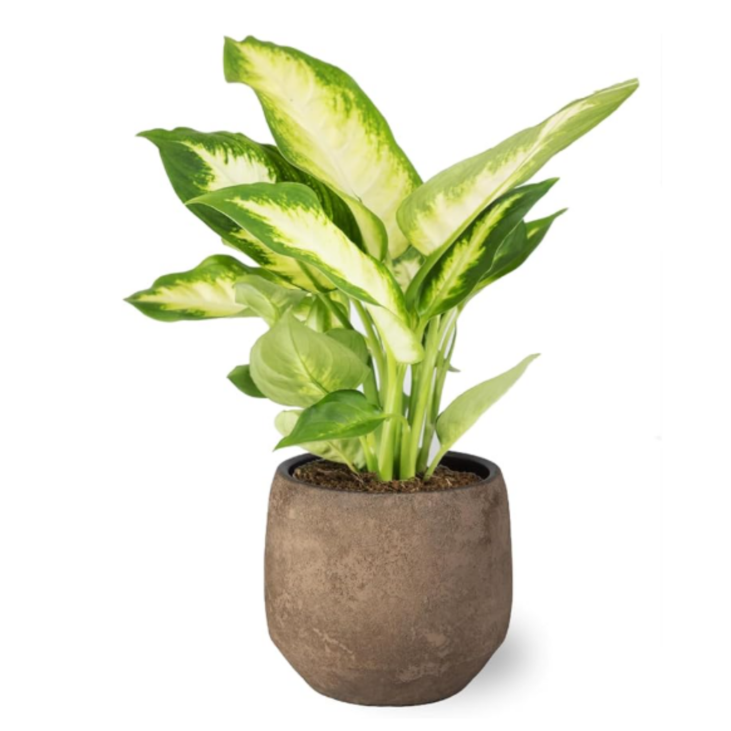 Pack 3 Plantas Naturales -filtro Natural De Aire : Croton + Dieffenbachia Camillia + Palmera Areca Ø12 Cm Alto 30-40 Cm_2