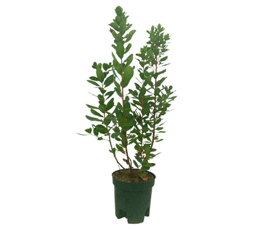 Madroño M22 50cm (arbutus Unedo)_0