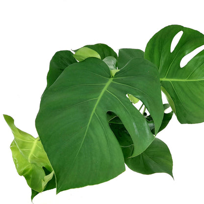 Monstera Deliciosa M19 50cm (costilla De Adan)