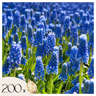 Nazarenos Azules - 200 Pzs - Muscari Armeniacum - Bulbos De Flores - Azul