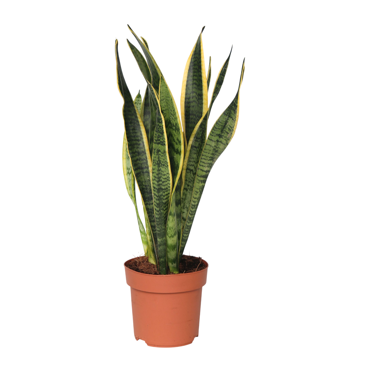 Lengua De Suegra - Sansevieria Trifasciata Laurentii - Altura 40-50cm - ⌀14cm_0