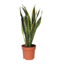 Lengua De Suegra - Sansevieria Trifasciata Laurentii - Altura 40-50cm - ⌀14cm
