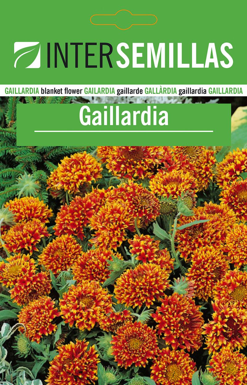 Sobre De Semillas De Gaillardia_0
