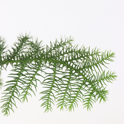 Arbolapp Canarias - 2 Pzs - Araucaria Heterophylla - Altura 45-55cm - ⌀14cm