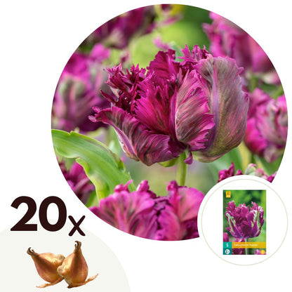 Bulbos De Tulipán - 20 Pzs - Tulipa 'parrot Negrita' - Bulbos De Flores_0