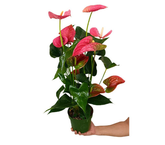 Anthurium Andreanum Maine M17_0