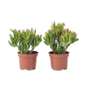 Árbol De Jade - Set 2 - Crassula Ovata 'hobbit' - Altura 10-20cm - ⌀12cm