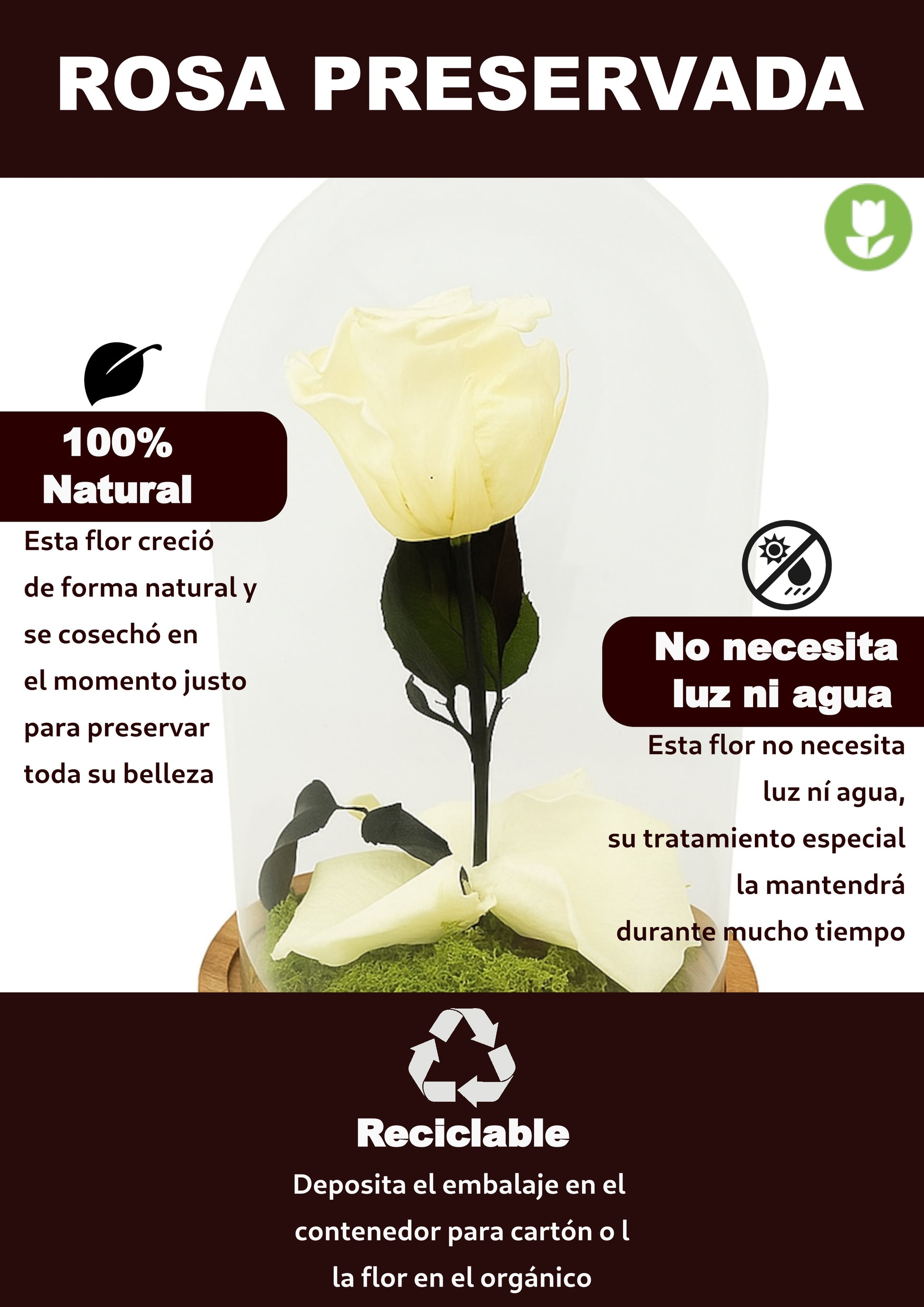 Mundo Eterno Rosa En Cúpula Crema (champagne) 12x20cm