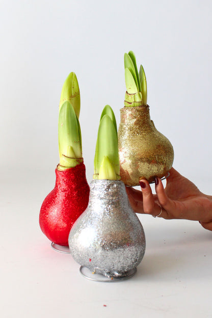 Amarilis - Hippeastrum 'glitter Gold' - Bulbo De Flor - Rojo_1