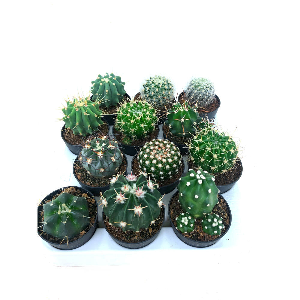 Cactus Variado M6 12 Unidades