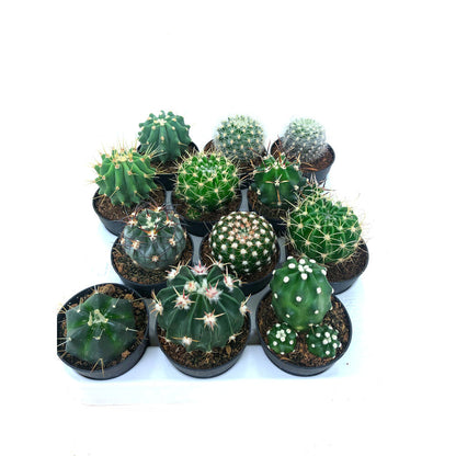 Cactus Variado M6 12 Unidades