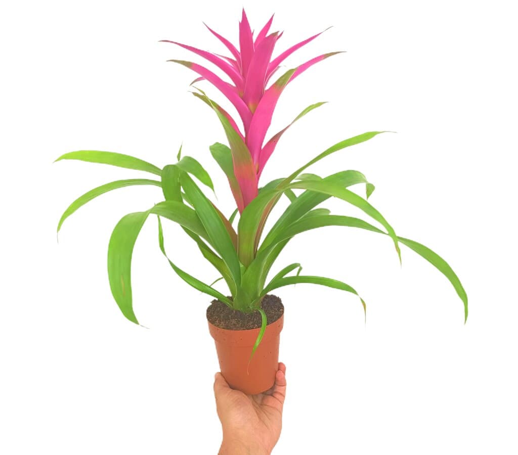 Guzmania Voila M12_0