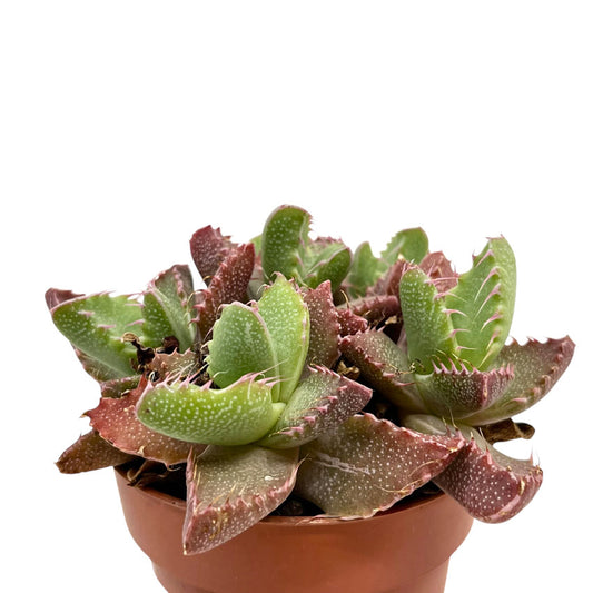 Faucaria Tigrina Cactus Y Suculentas M8,5 Ø_0