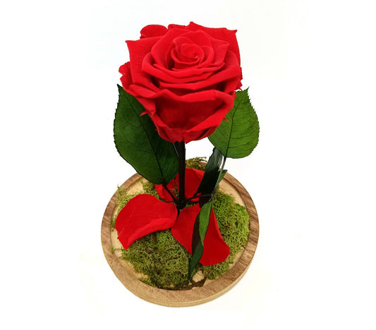 Mundo Eterno Rosa En Cúpula Roja 12x20_0