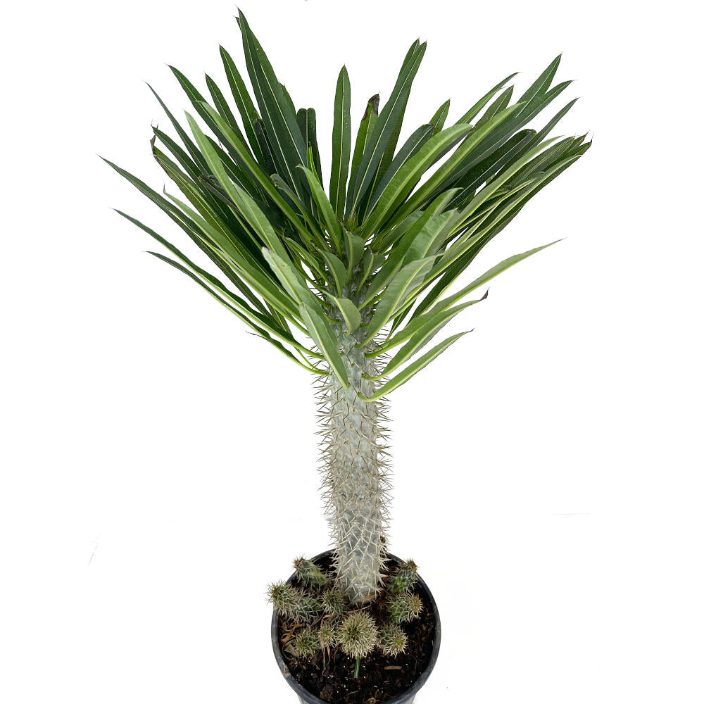 Pachypodium Lameri Ramificado M28 100cm_1